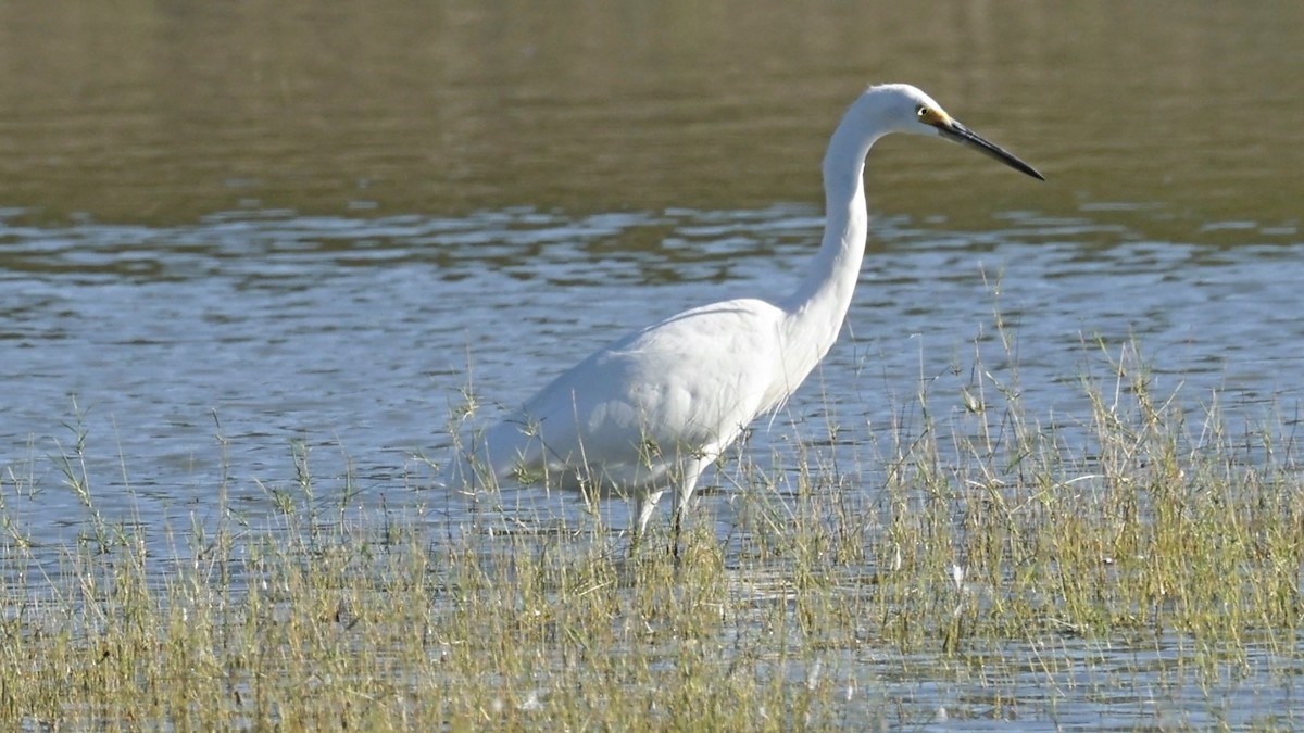 Little Egret - ML642008341