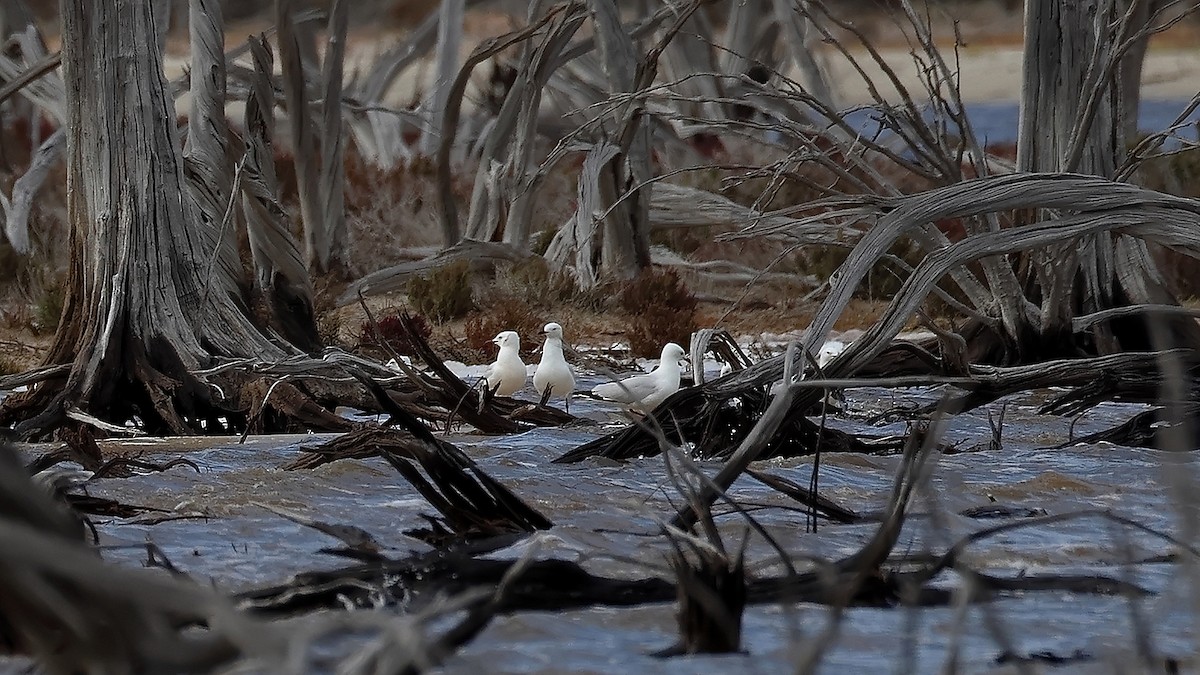 Silver Gull - ML642008345
