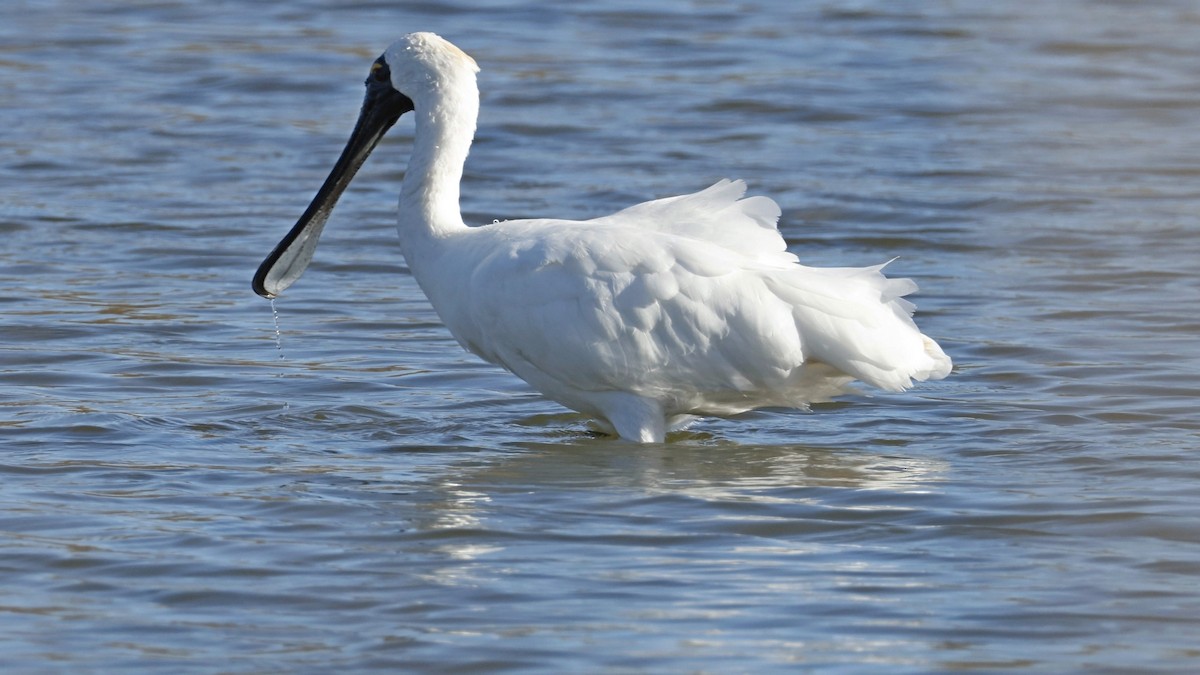 Royal Spoonbill - ML642008348