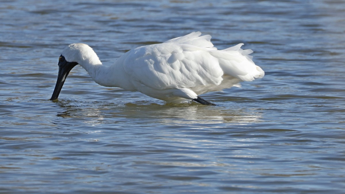 Royal Spoonbill - ML642008350