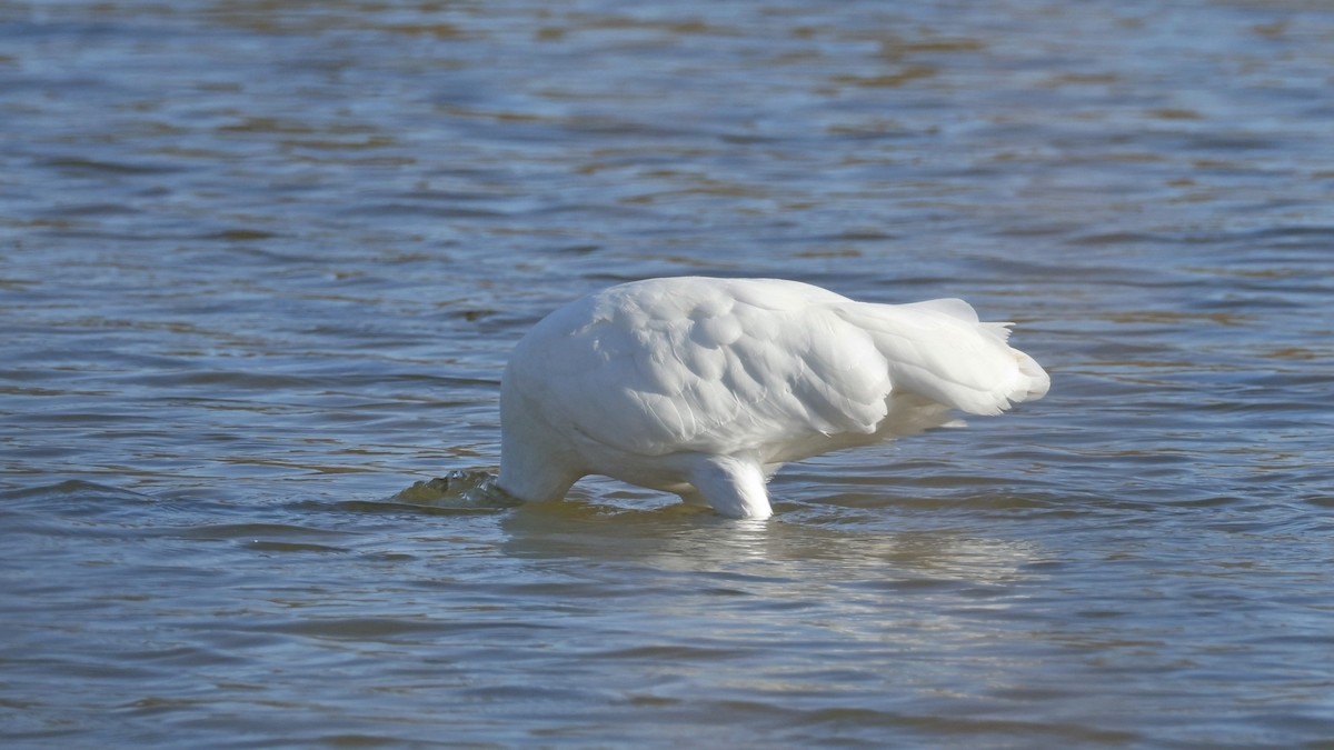 Royal Spoonbill - ML642008351