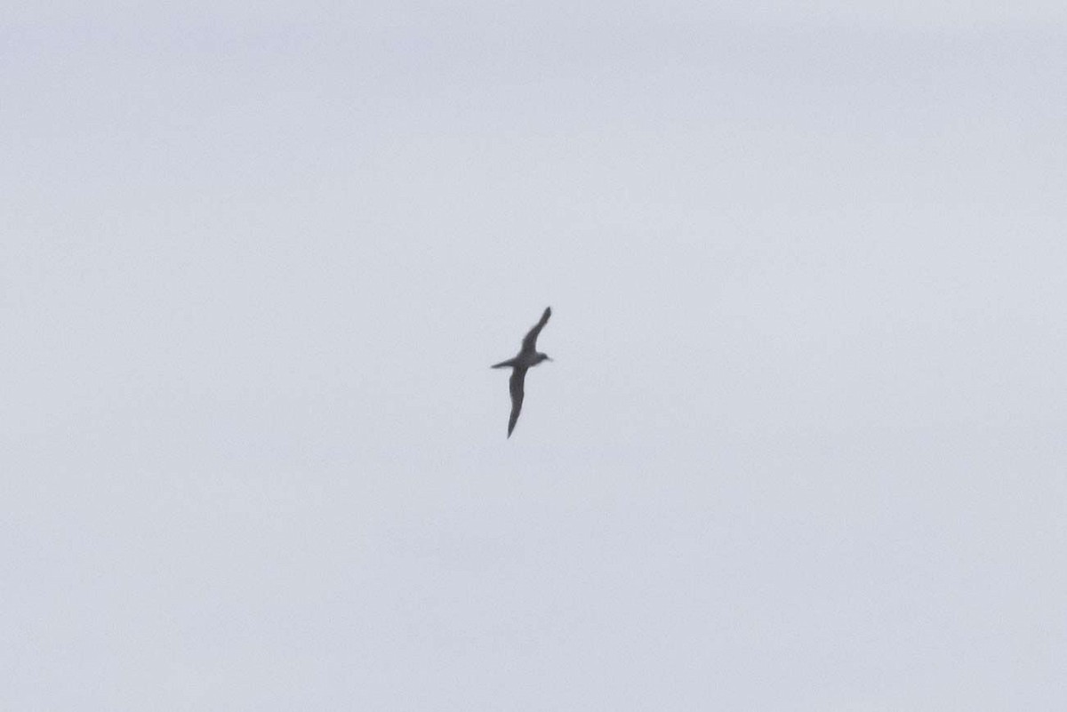 Light-mantled Albatross - ML642008357