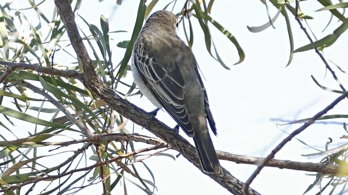 White-winged Triller - ML642008361