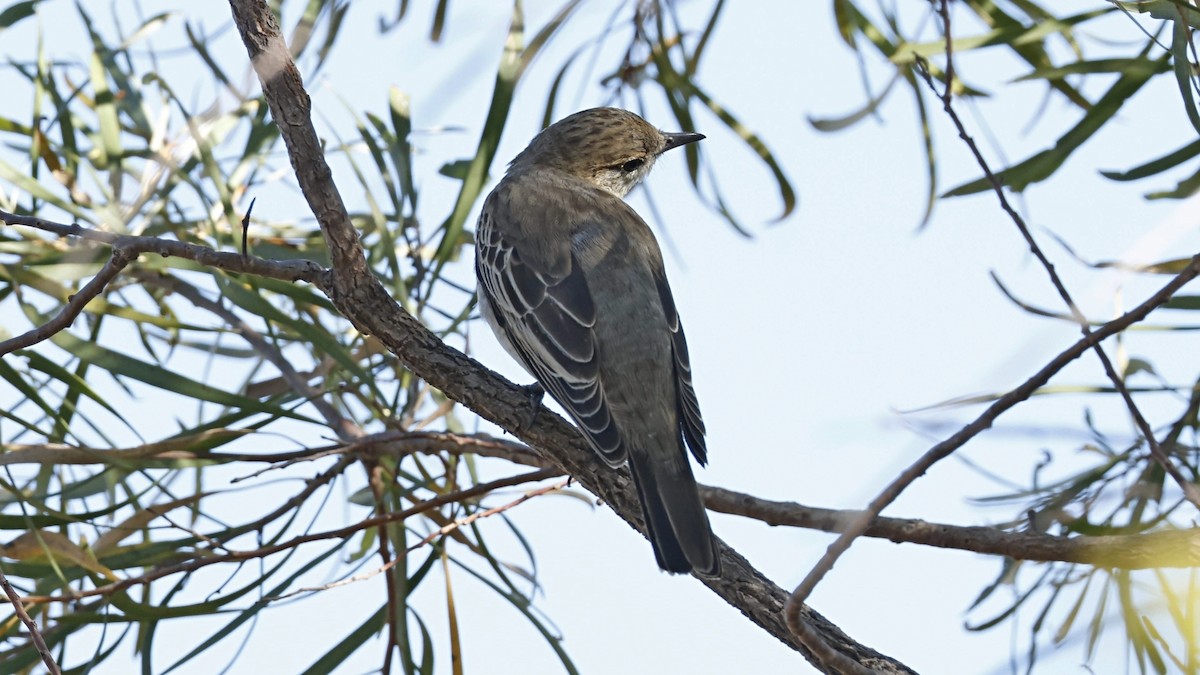 White-winged Triller - ML642008362