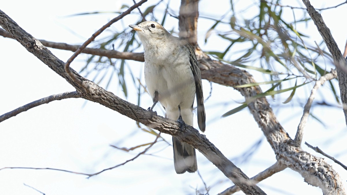 White-winged Triller - ML642008366