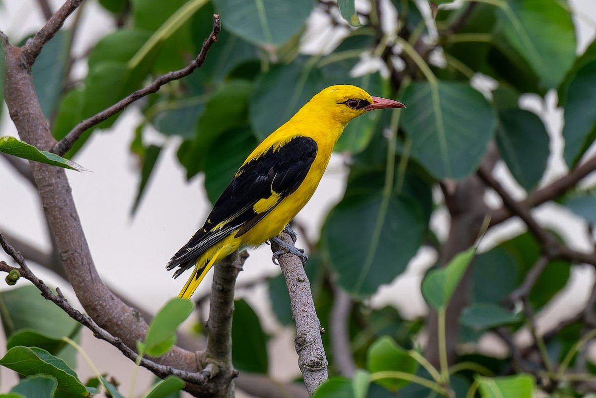 Indian Golden Oriole - ML642008394