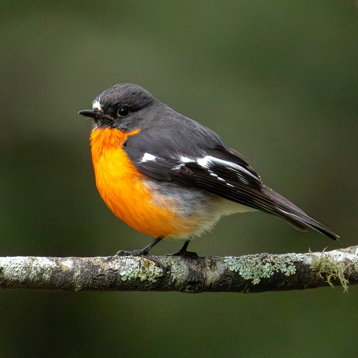 Flame Robin - ML642008397