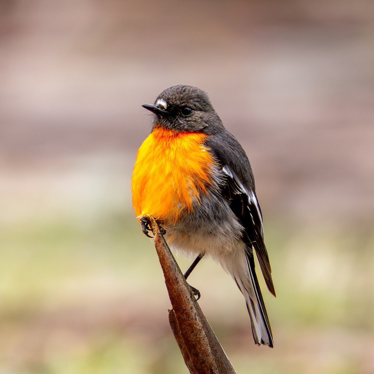 Flame Robin - ML642008398