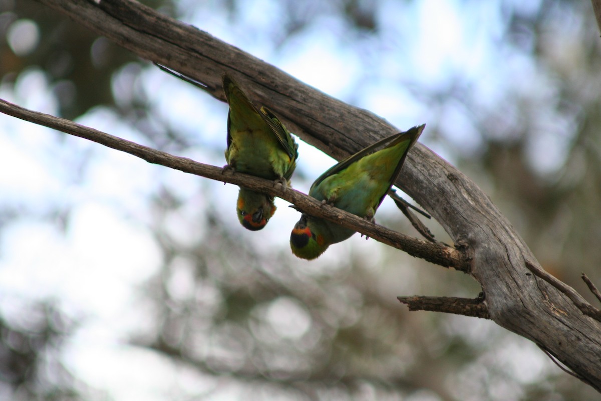 Purple-crowned Lorikeet - ML642008400