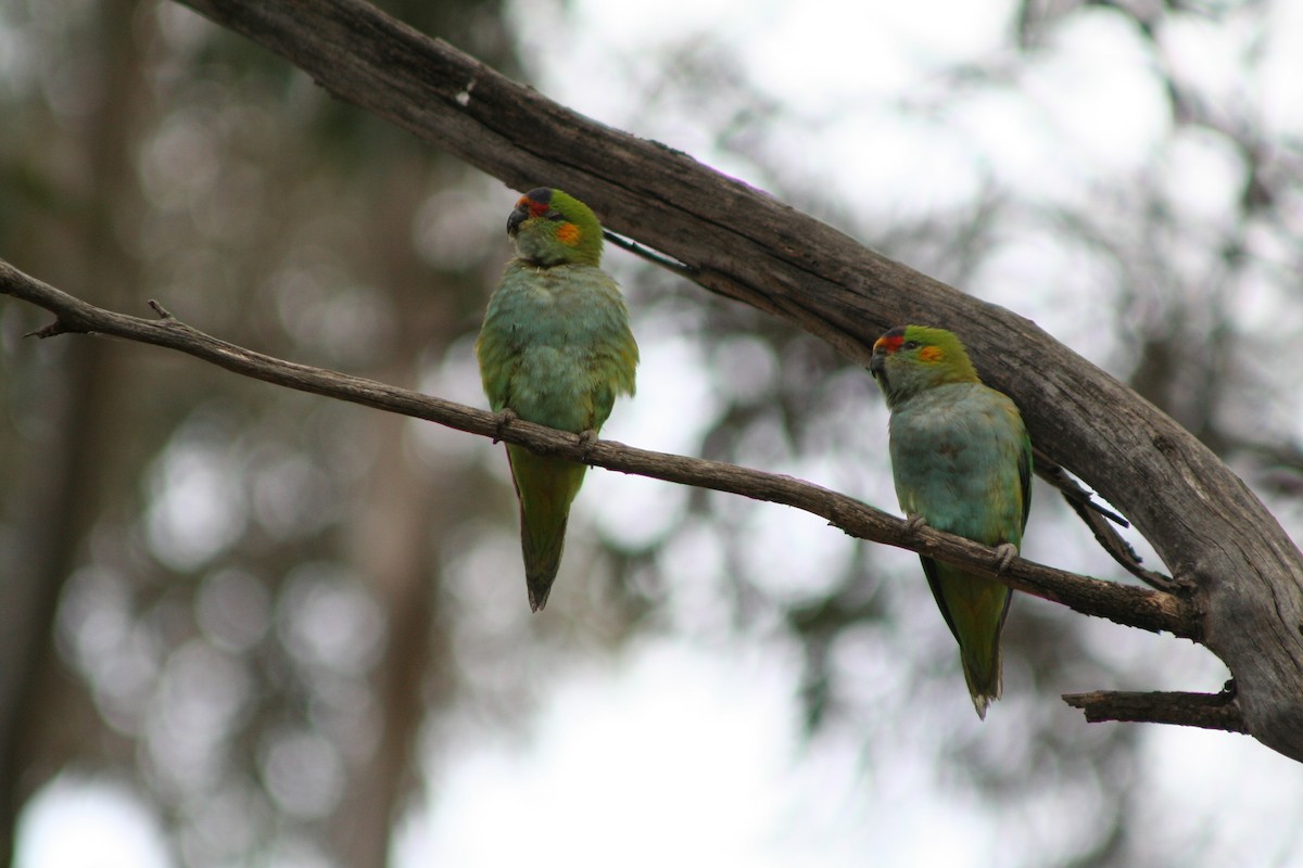 Purple-crowned Lorikeet - ML642008404