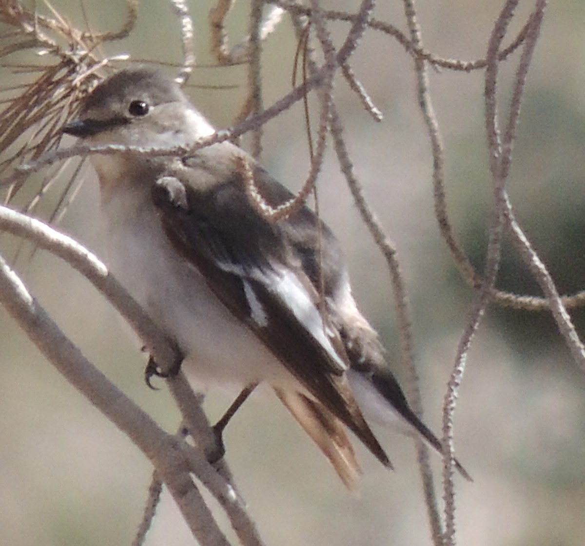 Collared Flycatcher - ML642008414