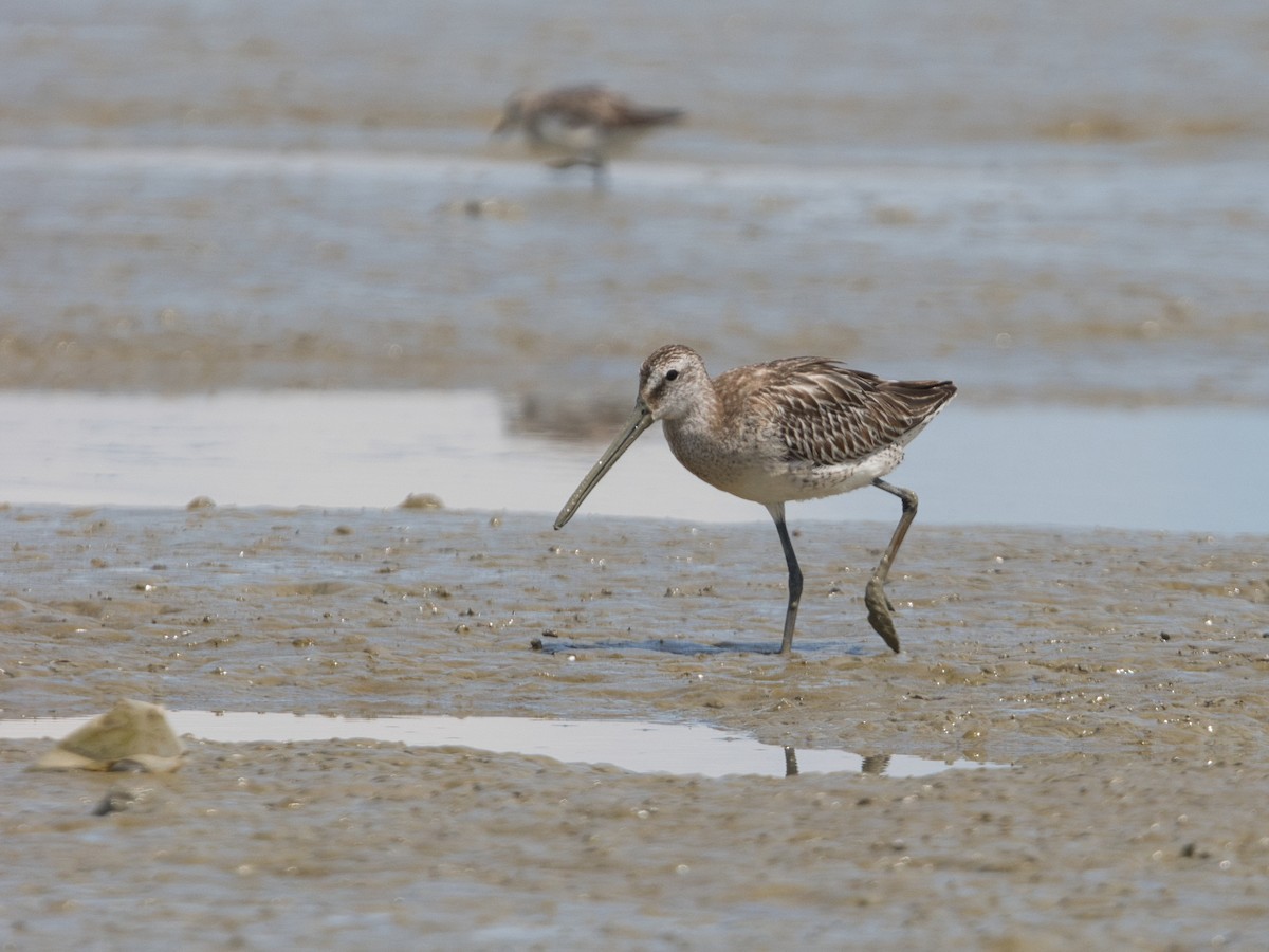 Asian Dowitcher - ML642008434