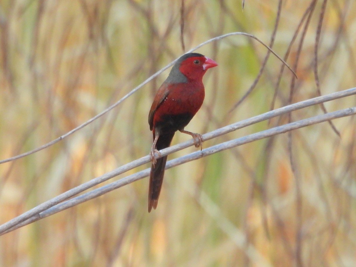 Crimson Finch - ML642008452