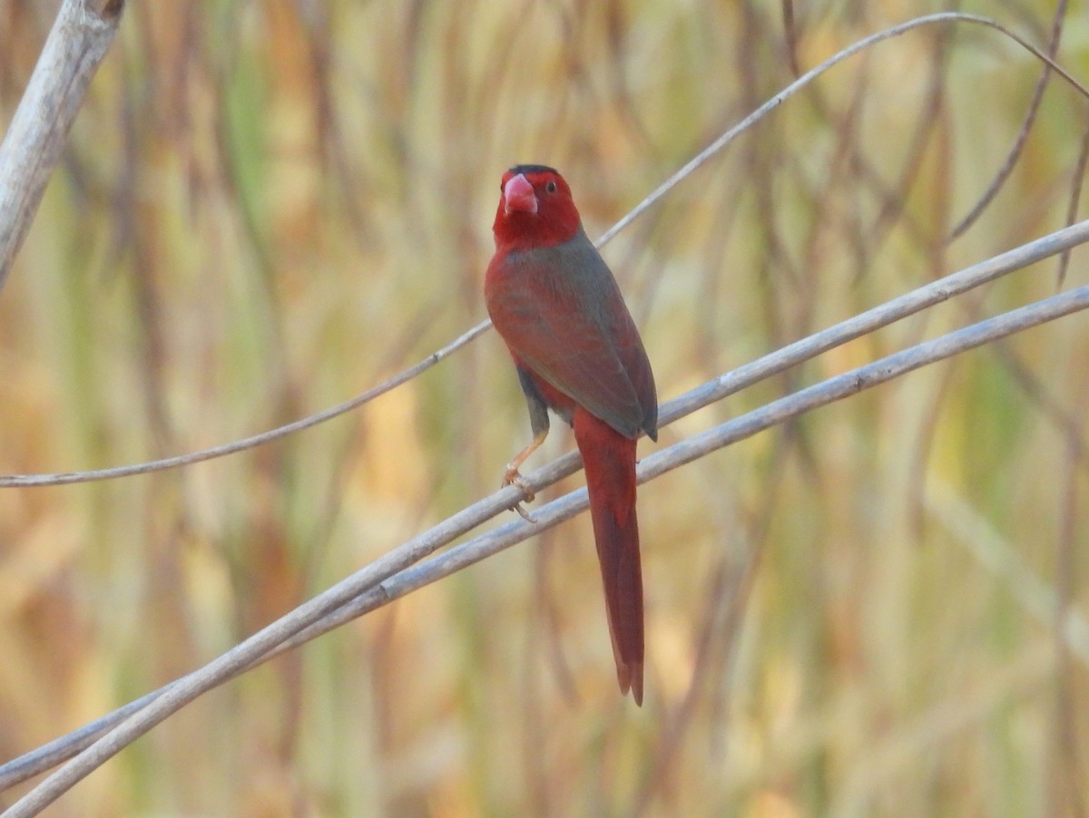 Crimson Finch - ML642008453