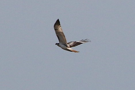 Red-tailed Hawk - ML642008471