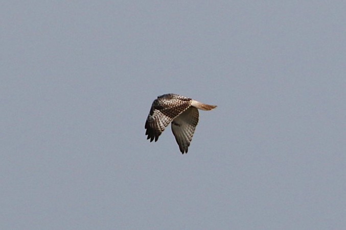Red-tailed Hawk - ML642008472