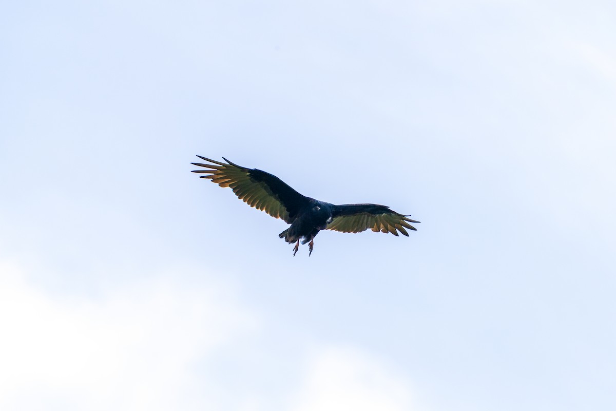 Truthahngeier - ML642008521