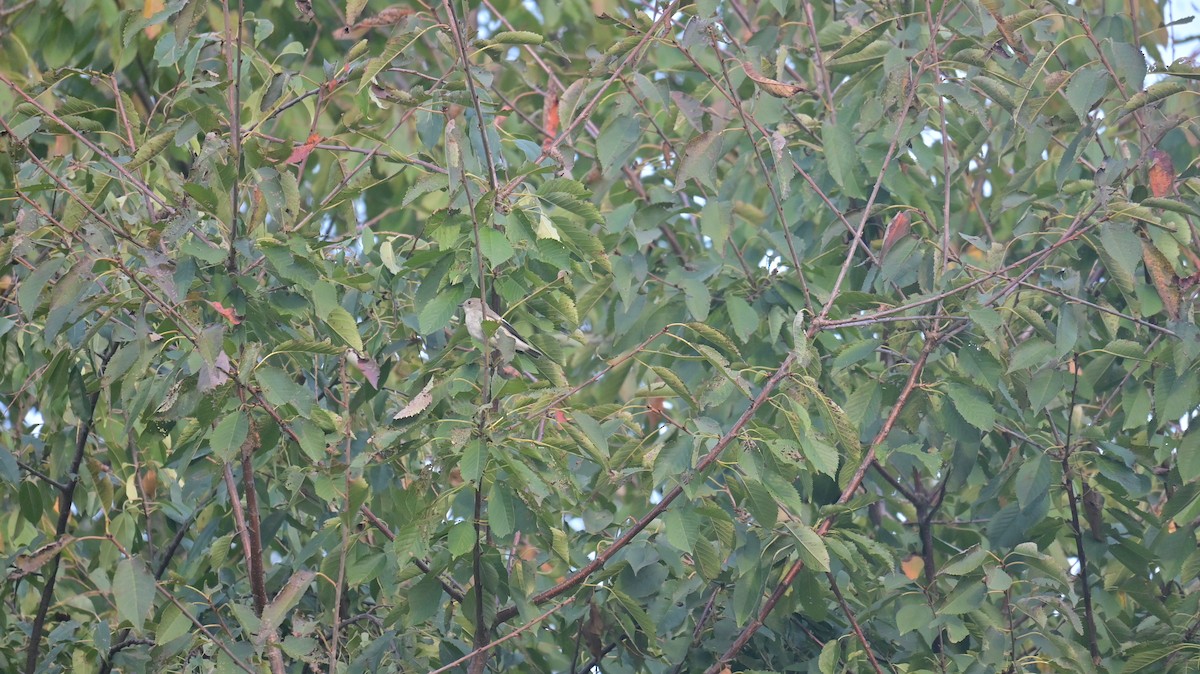 Trauerschnäpper - ML642008528