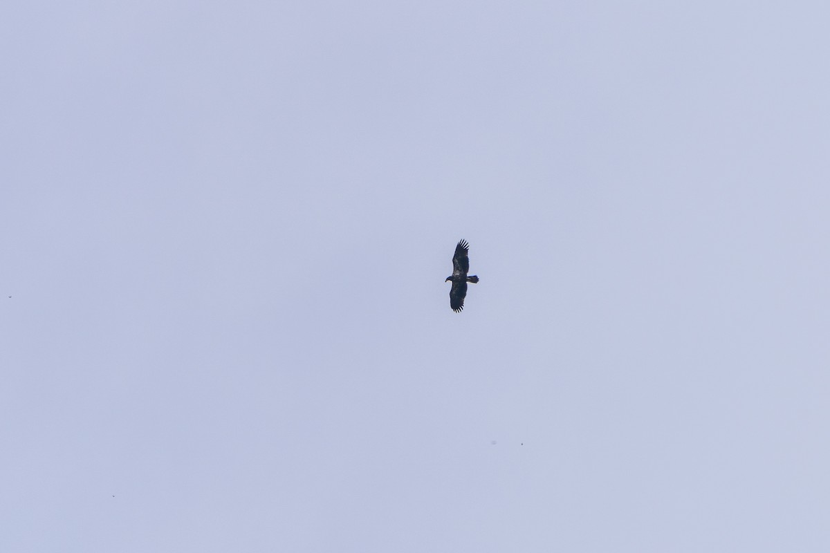 Weißkopf-Seeadler - ML642008533