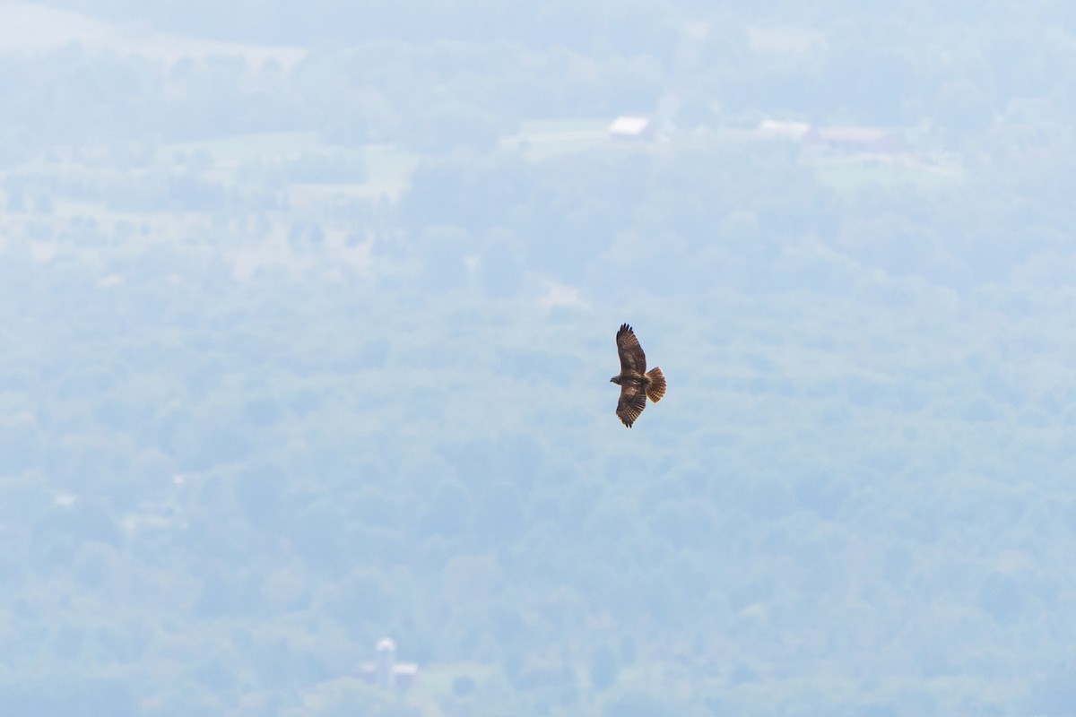 Red-tailed Hawk - ML642008556