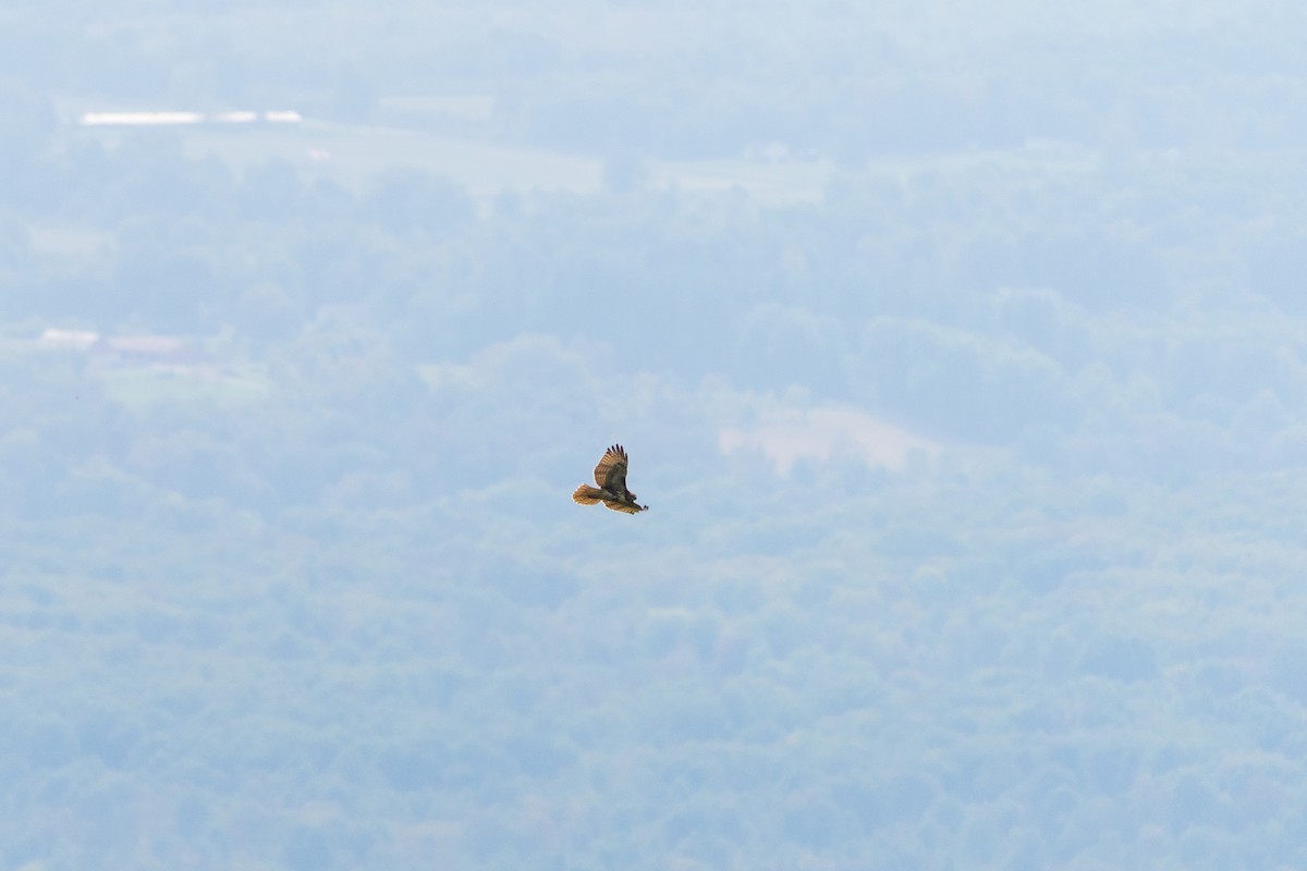Red-tailed Hawk - ML642008557