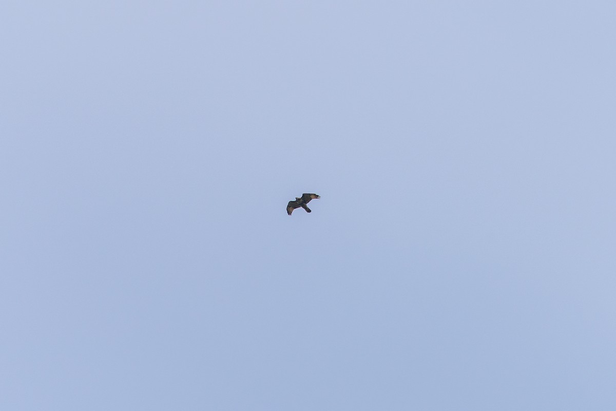 Red-tailed Hawk - ML642008558