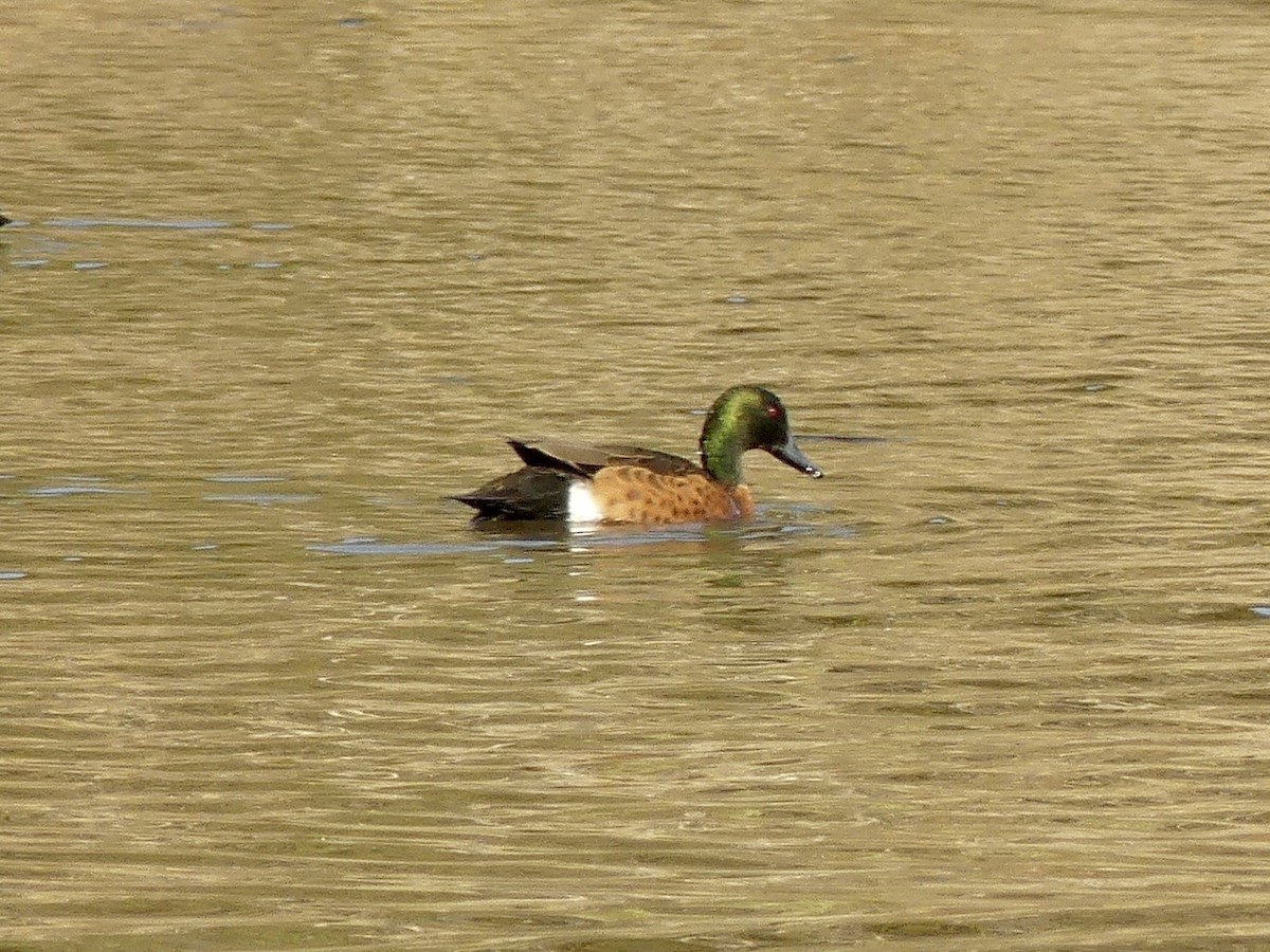 Chestnut Teal - ML642008559
