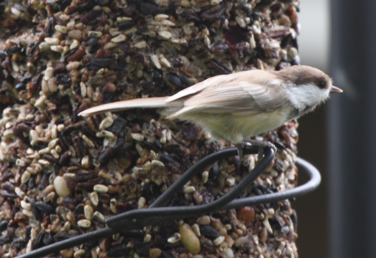 Black-capped Chickadee - ML642008560