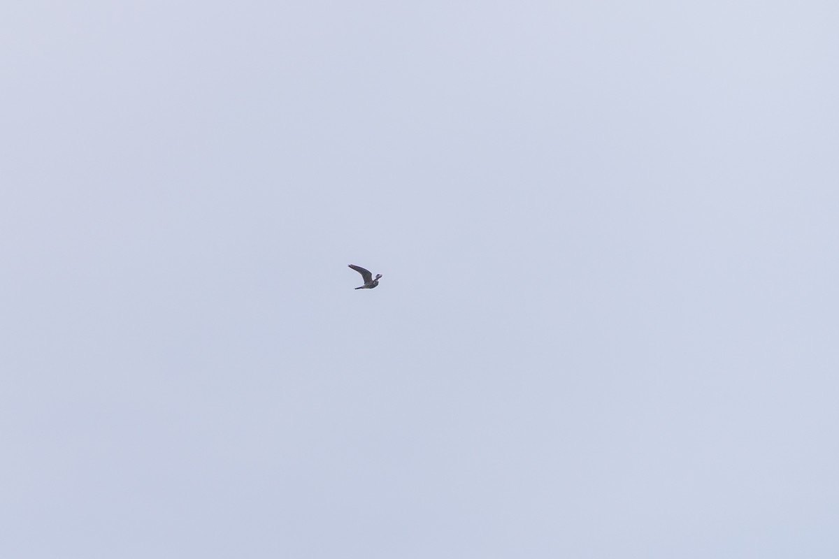 בז אמריקני - ML642008561