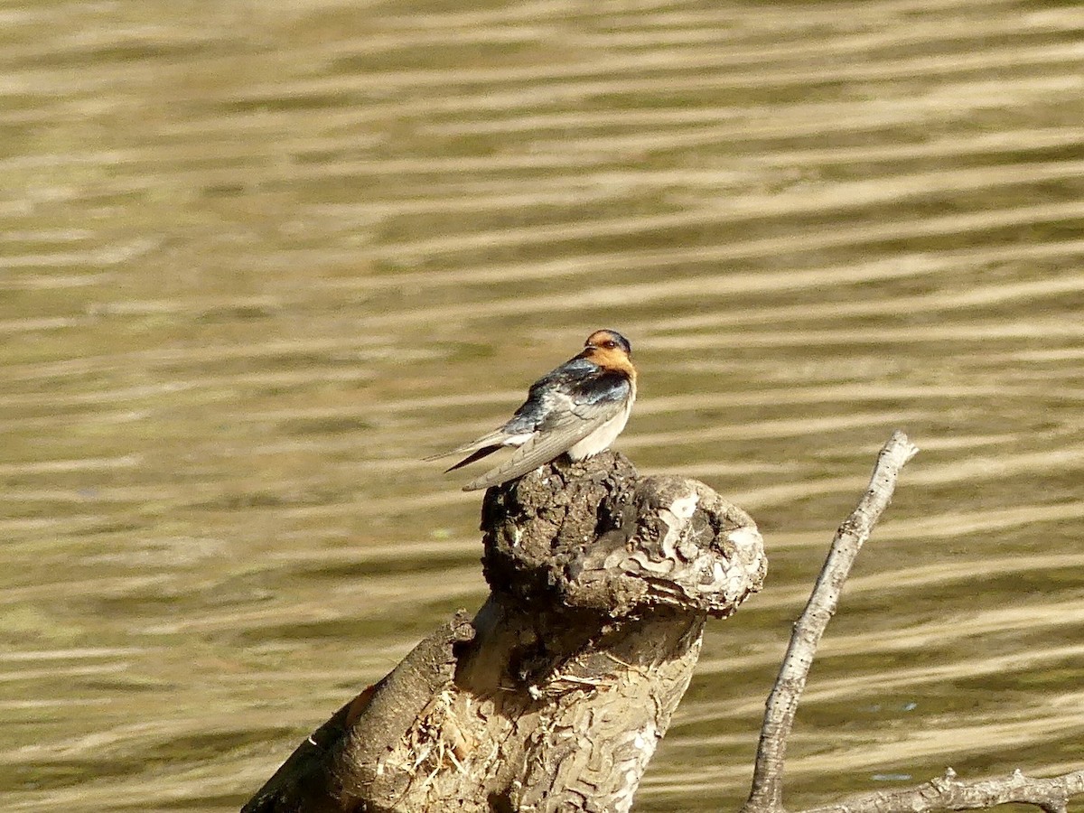Welcome Swallow - ML642008570