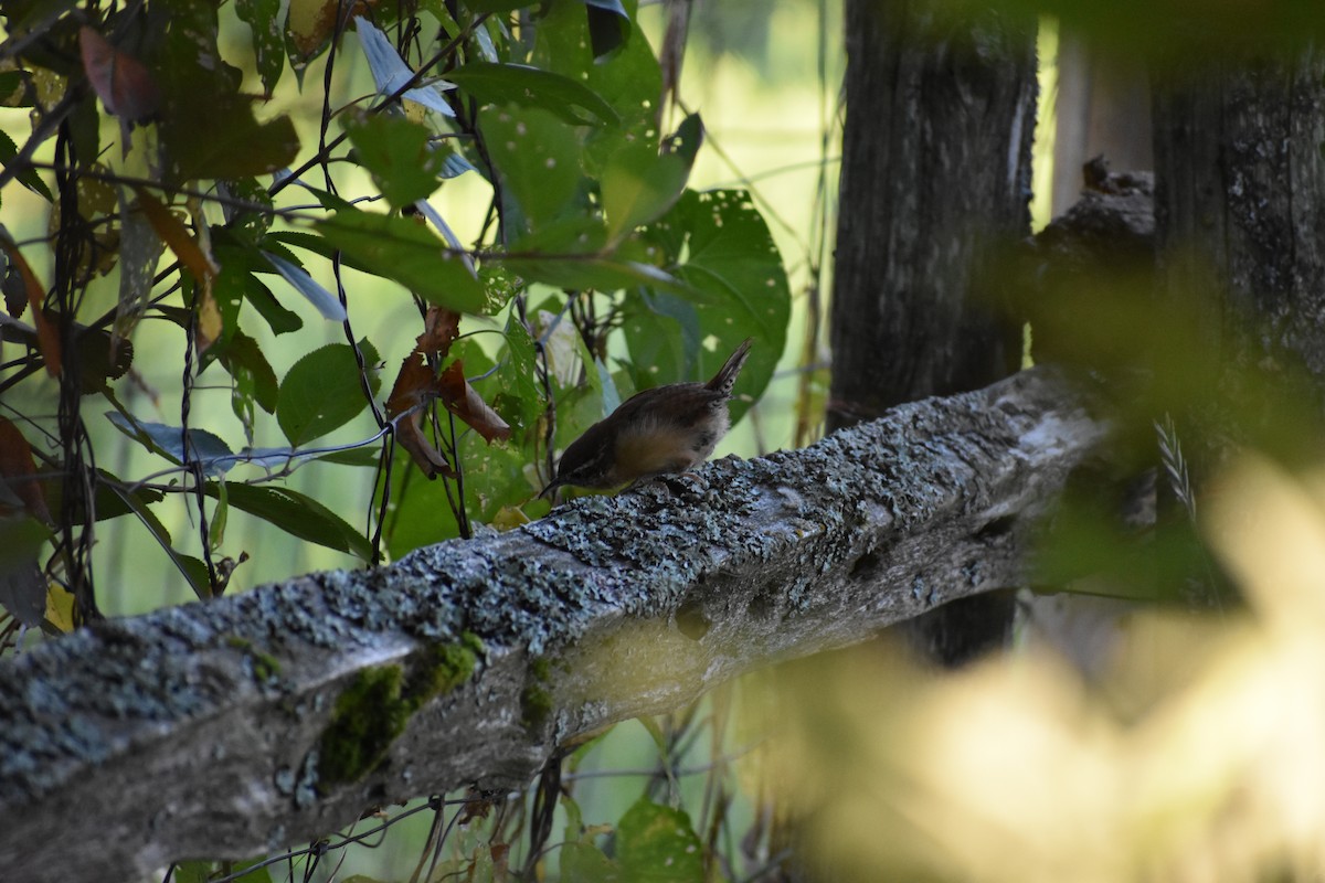 Carolina Wren - ML642008572
