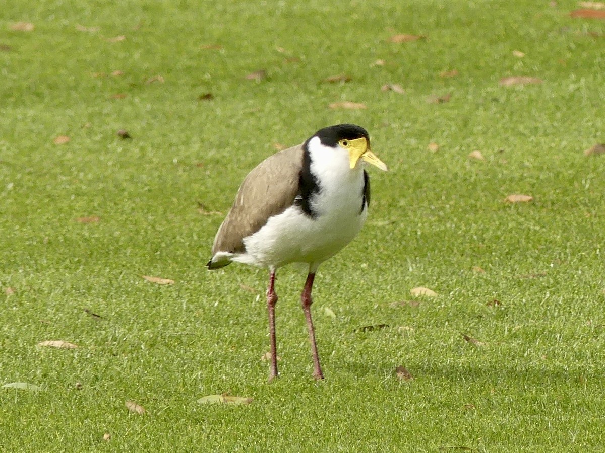 Masked Lapwing - ML642008588