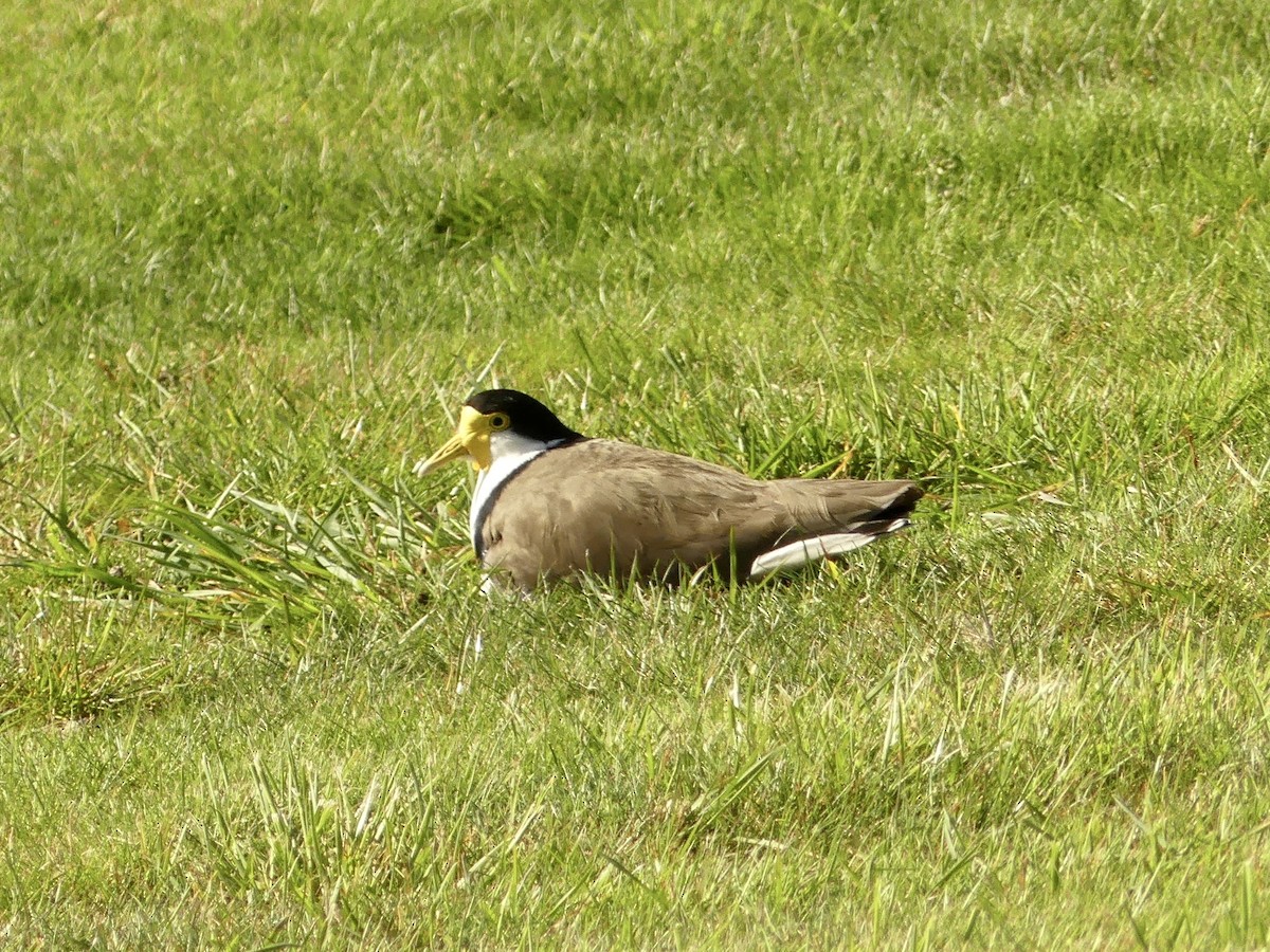 Masked Lapwing - ML642008589
