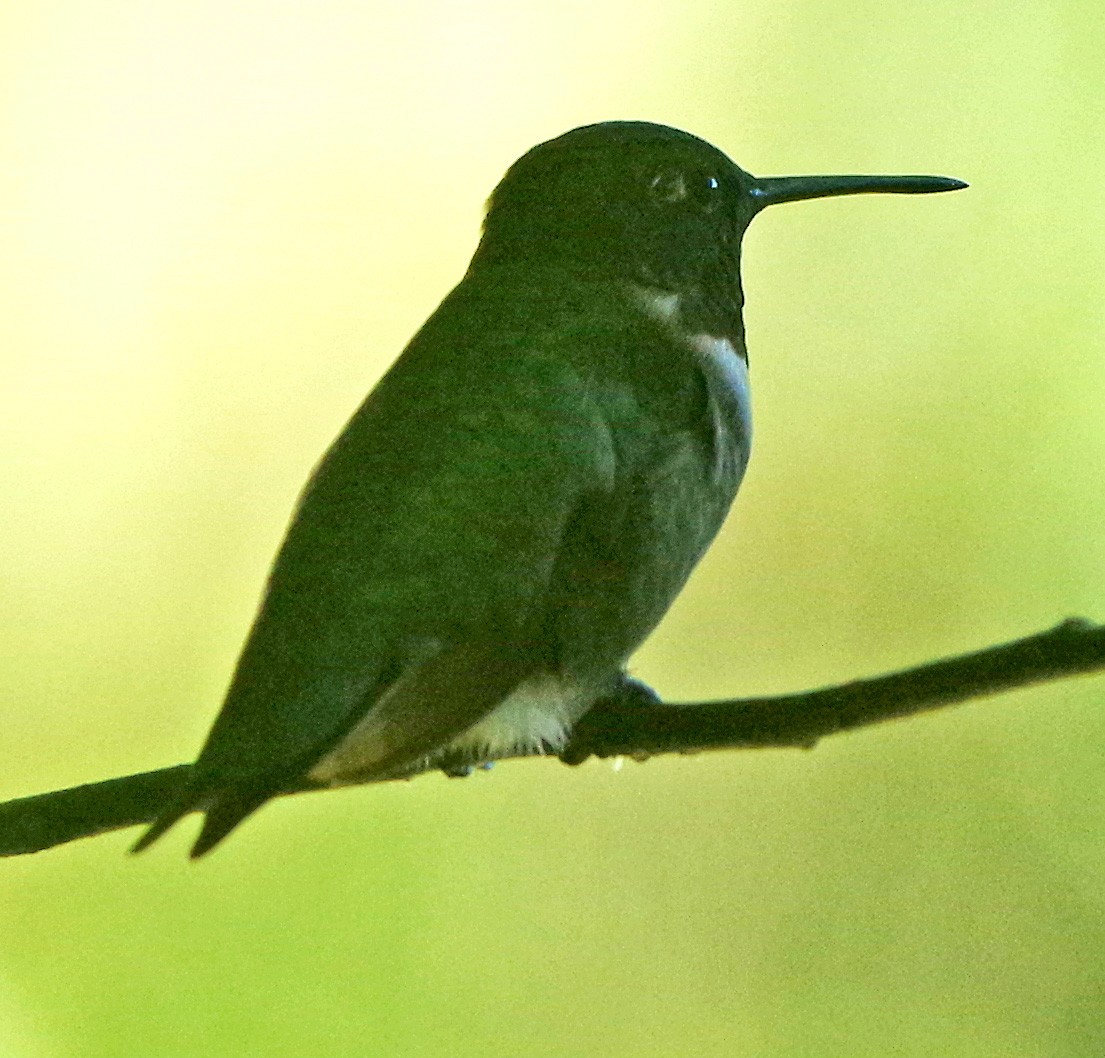 Ruby-throated Hummingbird - ML642008591