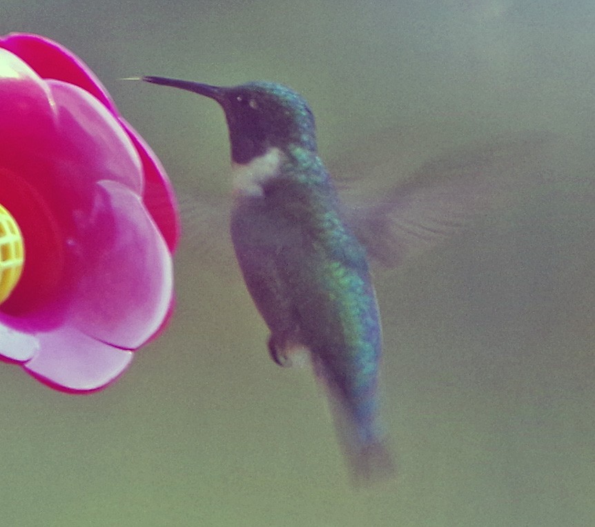 Ruby-throated Hummingbird - ML642008592