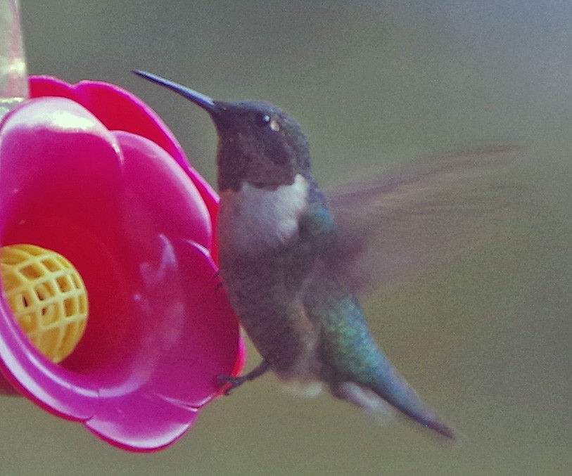 Ruby-throated Hummingbird - ML642008593