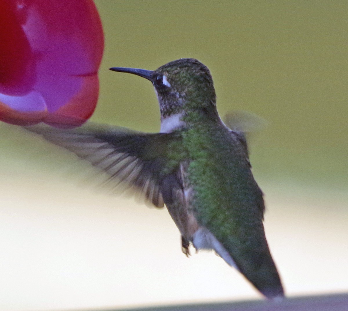 Ruby-throated Hummingbird - ML642008595