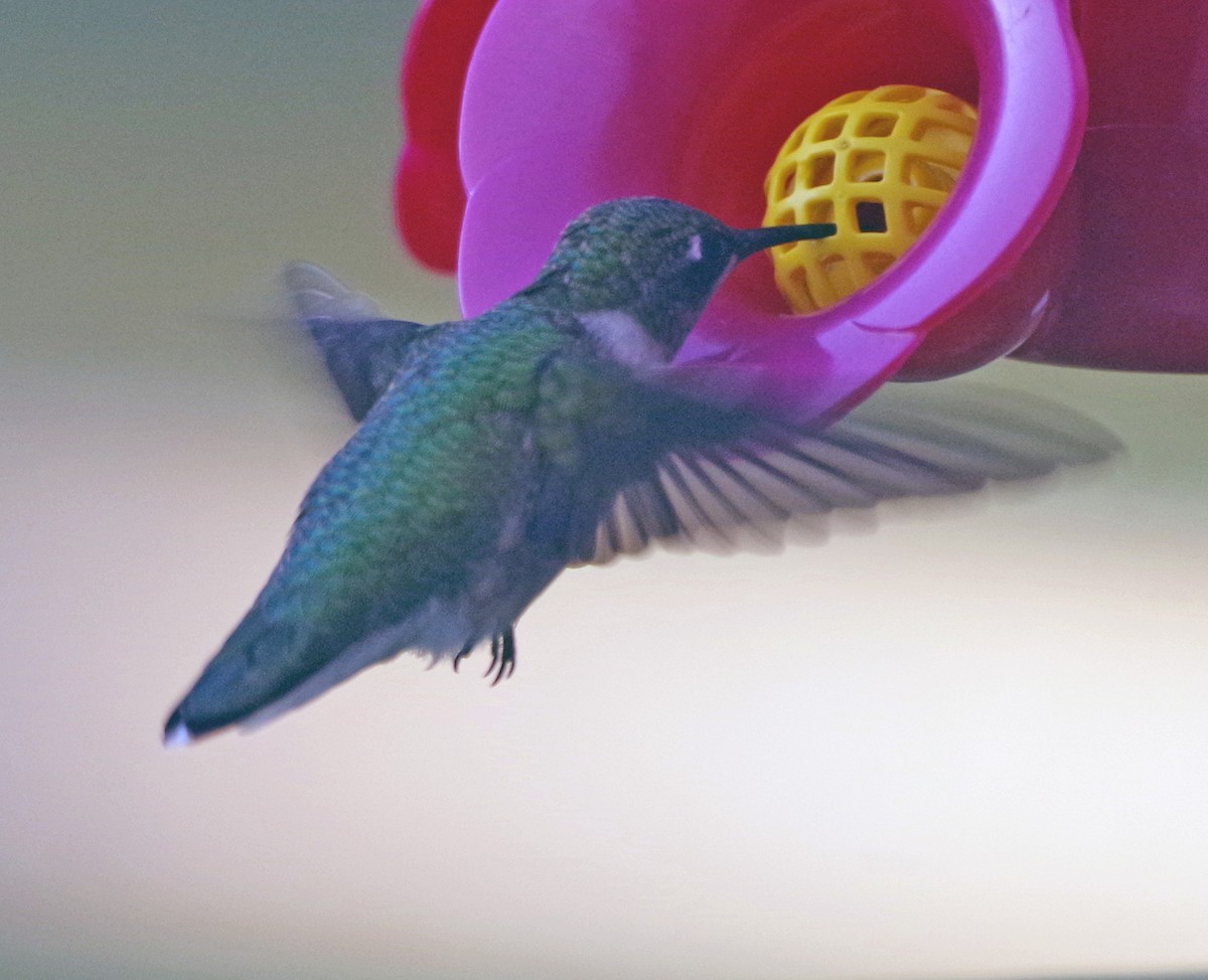 Ruby-throated Hummingbird - ML642008596