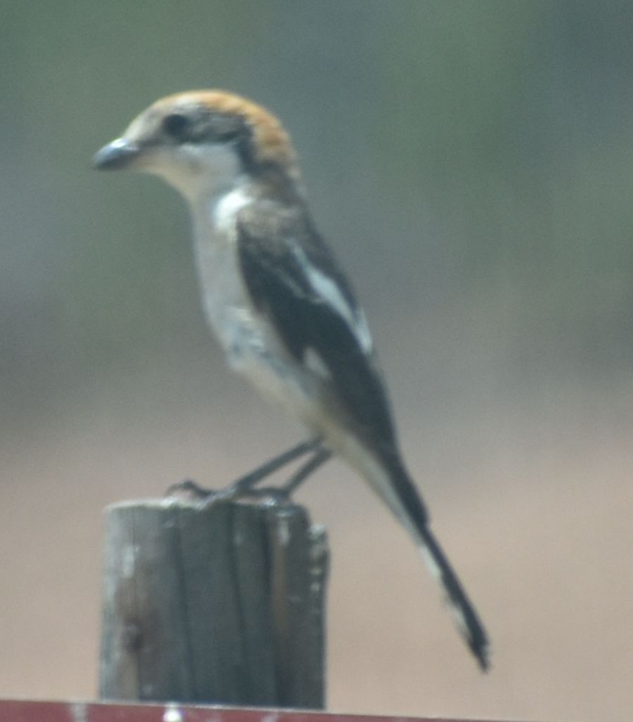 Woodchat Shrike - ML642008598