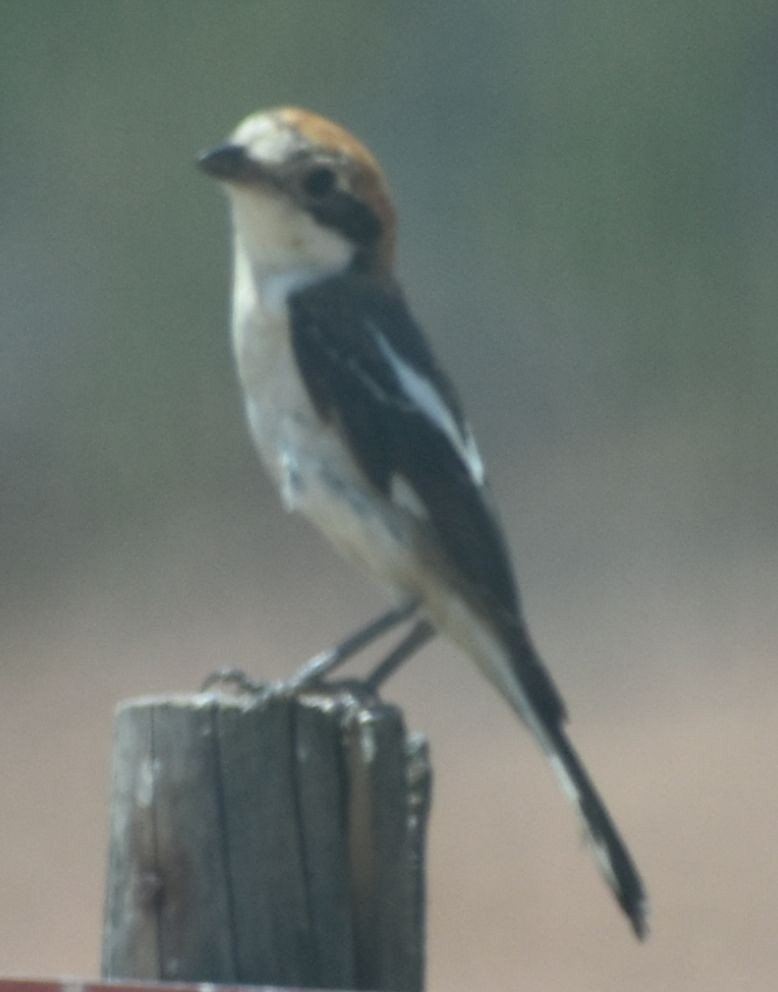 Woodchat Shrike - ML642008599