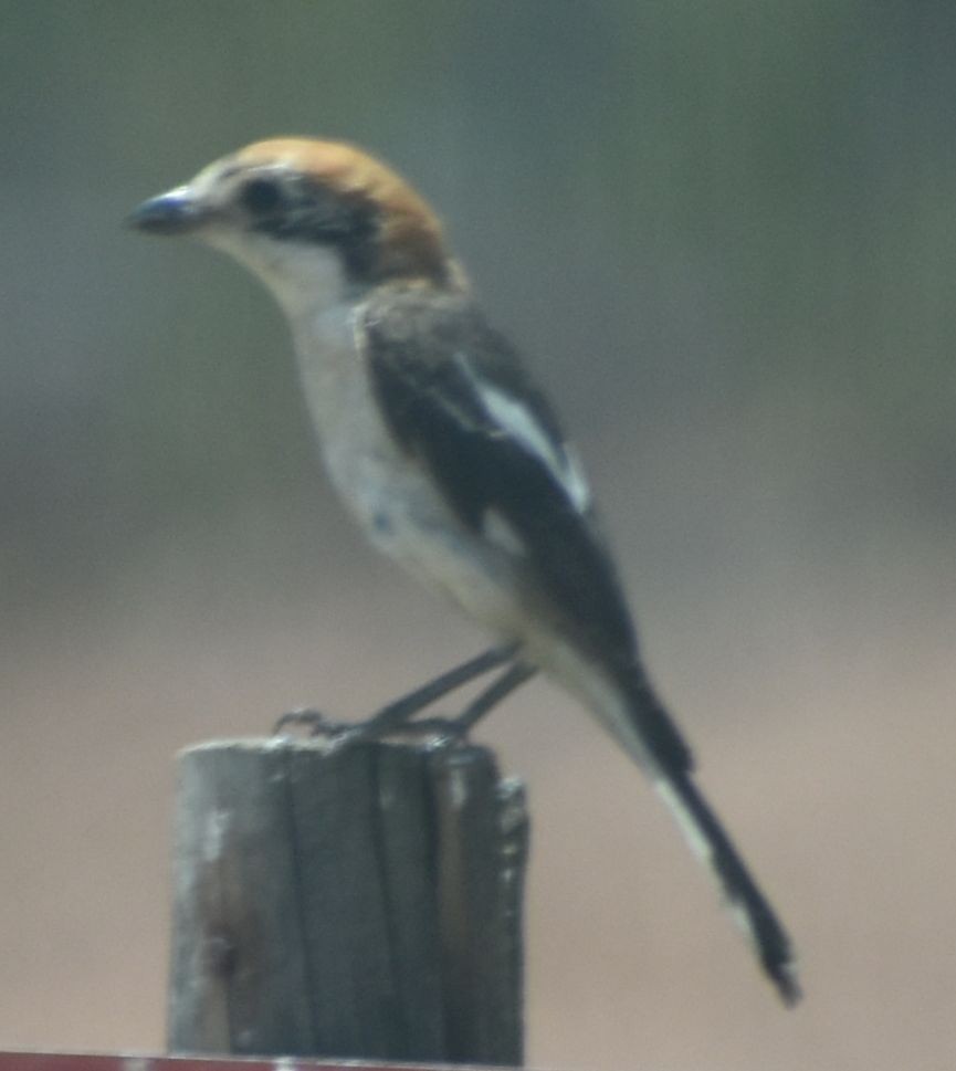 Woodchat Shrike - ML642008601