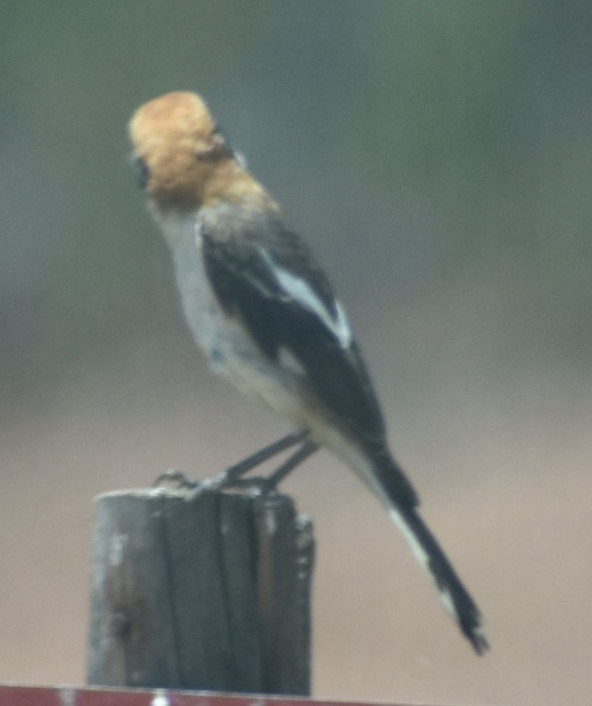 Woodchat Shrike - ML642008602