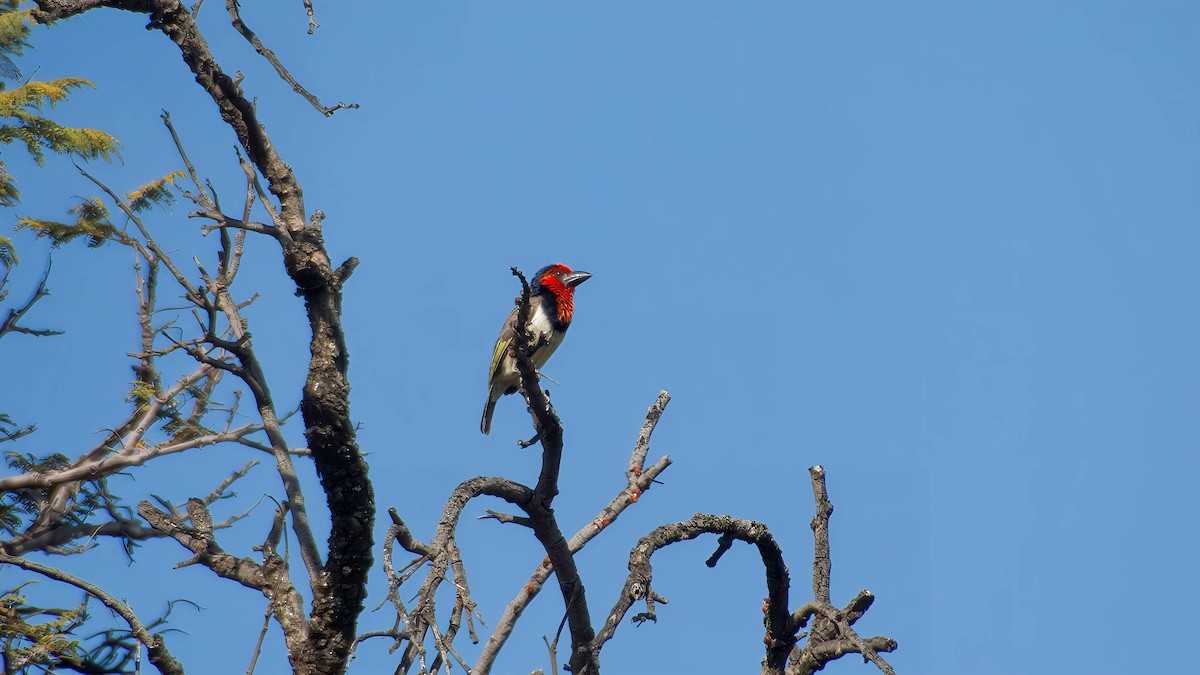 Black-collared Barbet - ML642008604