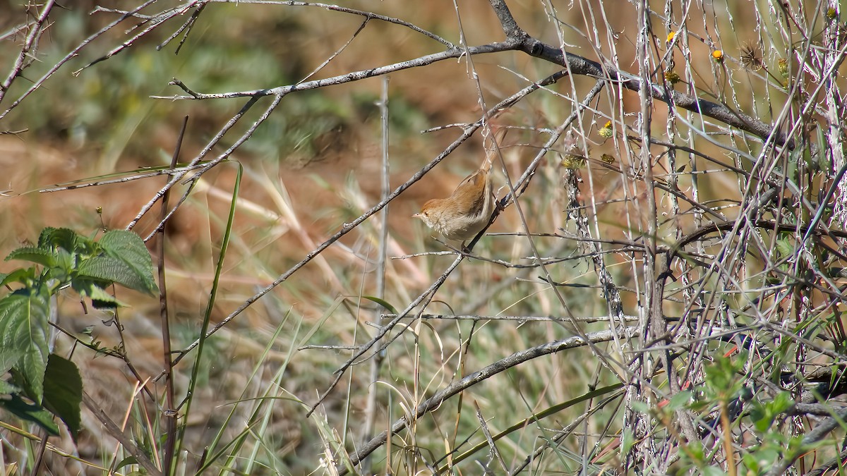 Piping Cisticola - ML642008611