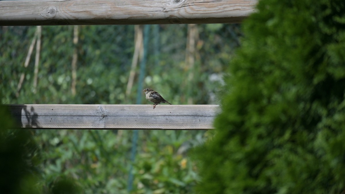 Italian Sparrow - ML642008649