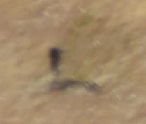 Great Bustard - ML642008654