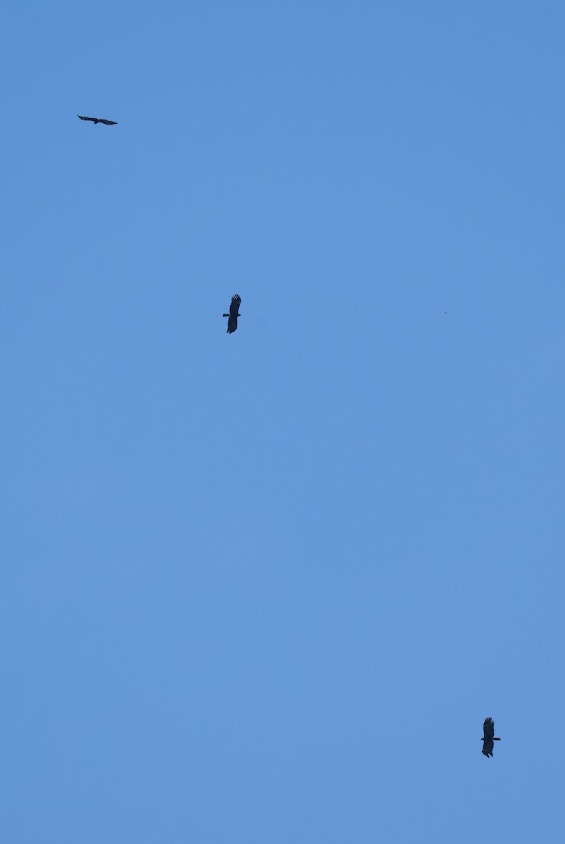 Black Eagle - ML642008660