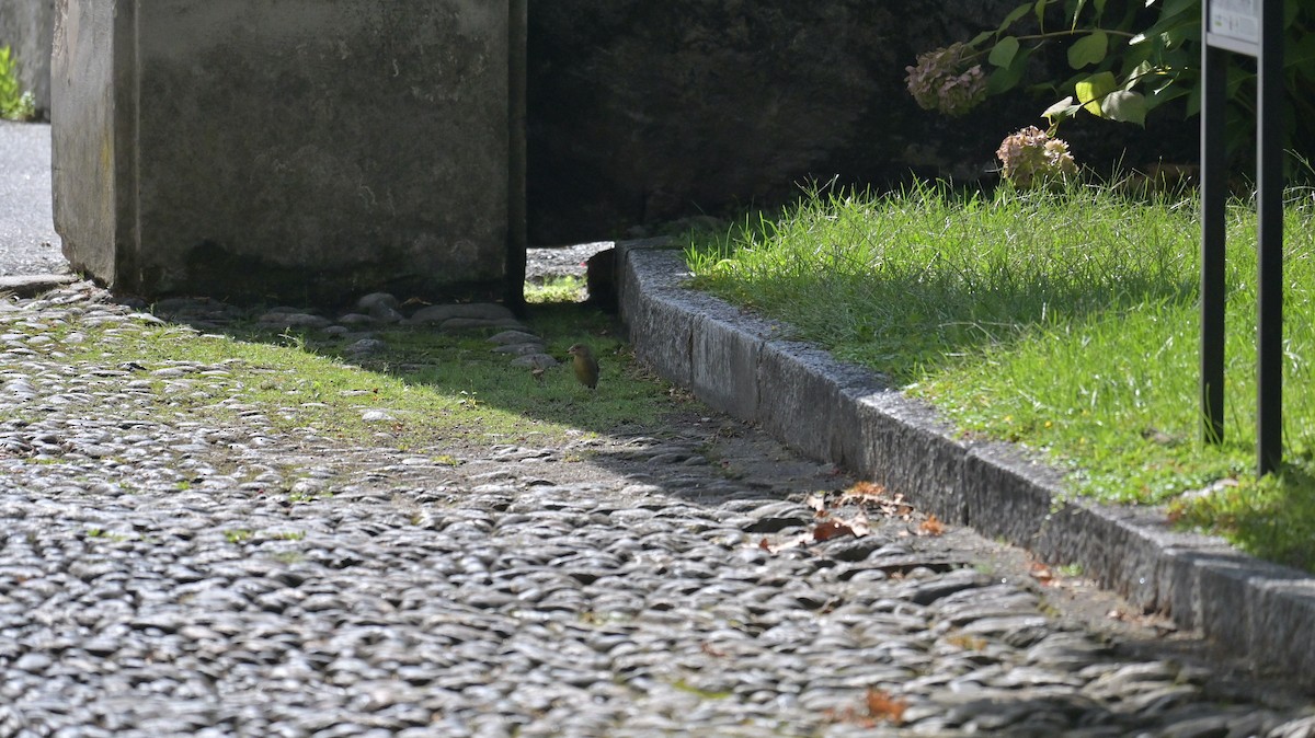 European Greenfinch - ML642008663