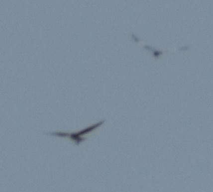 enghauk - ML642008674