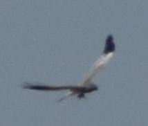 enghauk - ML642008675